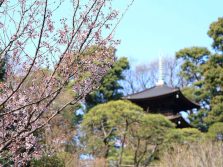 桜　三分咲き