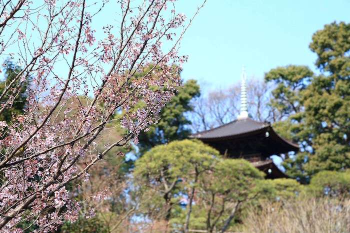 桜　三分咲き